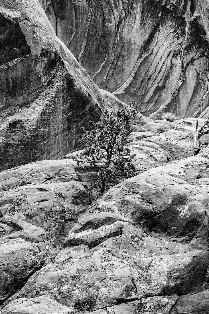 USA, Utah. Schwarz-Weiß-Bild. Pinyon-Kiefer, die zwischen massiven Sandsteinfelsen wächst, Arches National Park.
