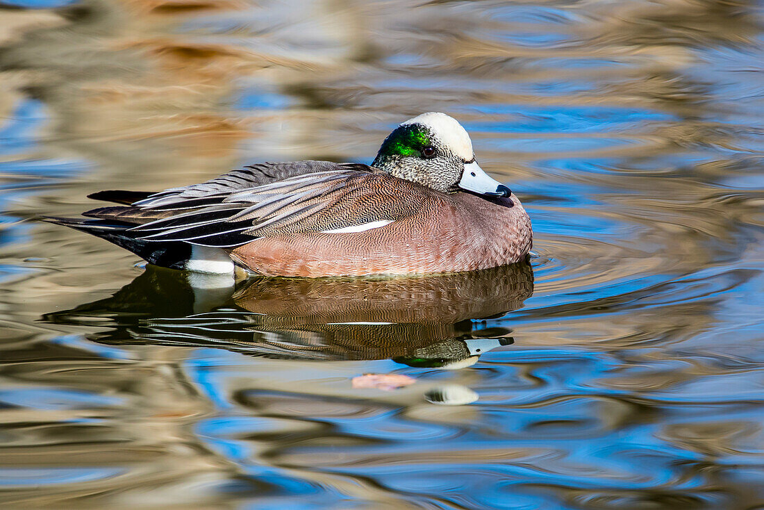 USA, Neu-Mexiko, Socorro. Pfeifente in kleinem Teich