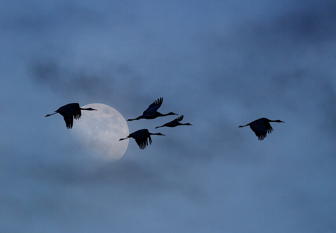 USA, New Mexico. Bosque Del Apache National Wildlife Refuge with sandhill cranes in flight silhouetted with moon showing through clouds