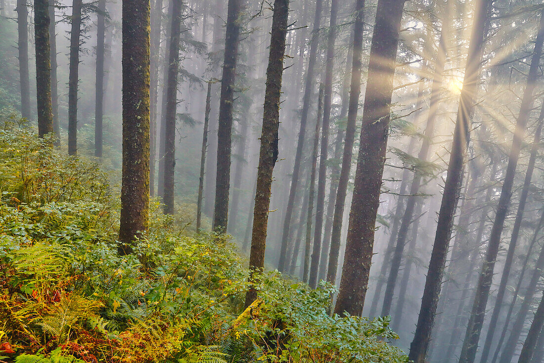 USA, Oregon. Lookout State Park mit Nebel und Sonne, die zwischen Sitka-Fichten durchbrechen