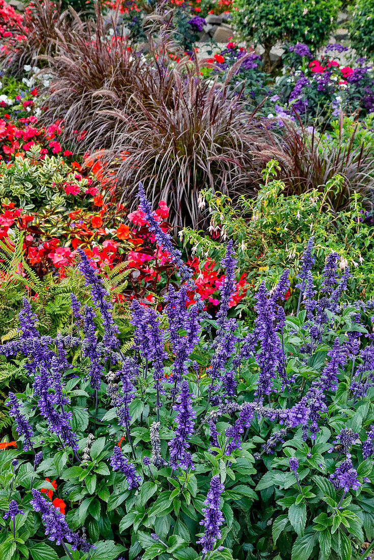 USA, Oregon. Cannon Beach Garten und Weg mit blauem Salvia und rötlichen Geranien