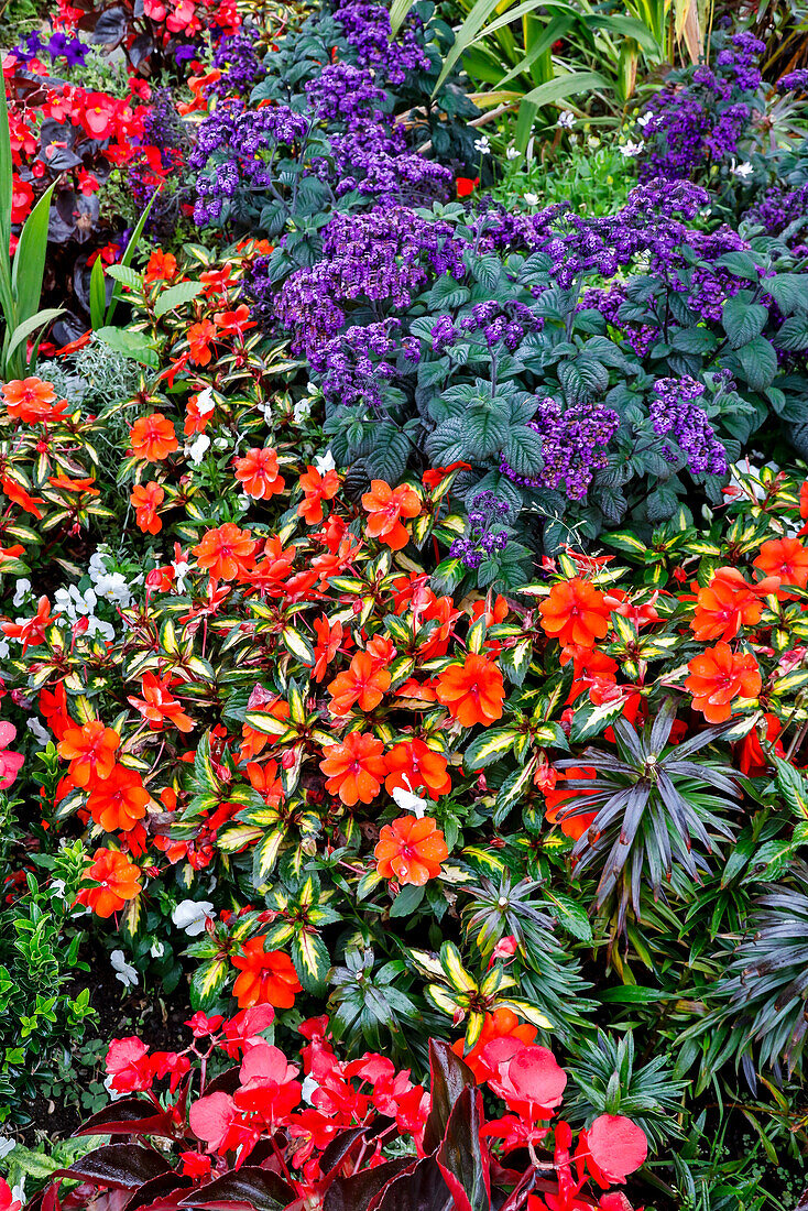 USA, Oregon. Cannon Beach Garden mit orangefarbenen Neu-Guinea-Impatiens, Gräsern und rötlichen Geranien und violettem Heliotrop