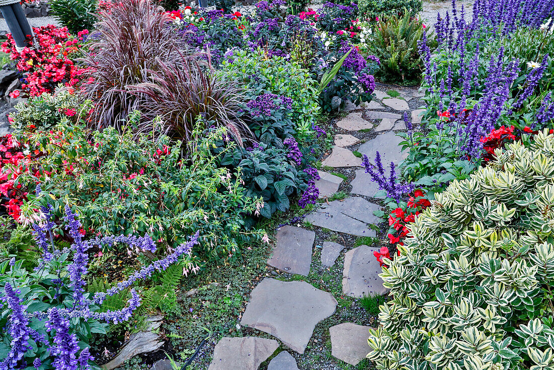 USA, Oregon. Cannon Beach Garden and path with Blue Salvia and reddish geraniums