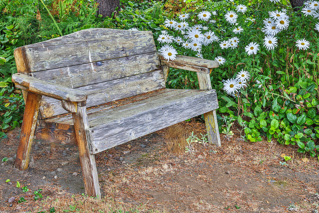 Usa, Oregon, Yachats. Plantings