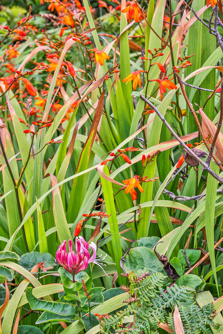 Usa, Oregon, Yachats. Plantings