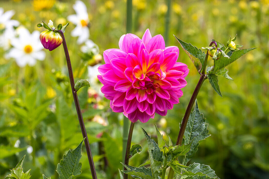 Usa, Oregon, Coos Bay. Shore Acres State Park