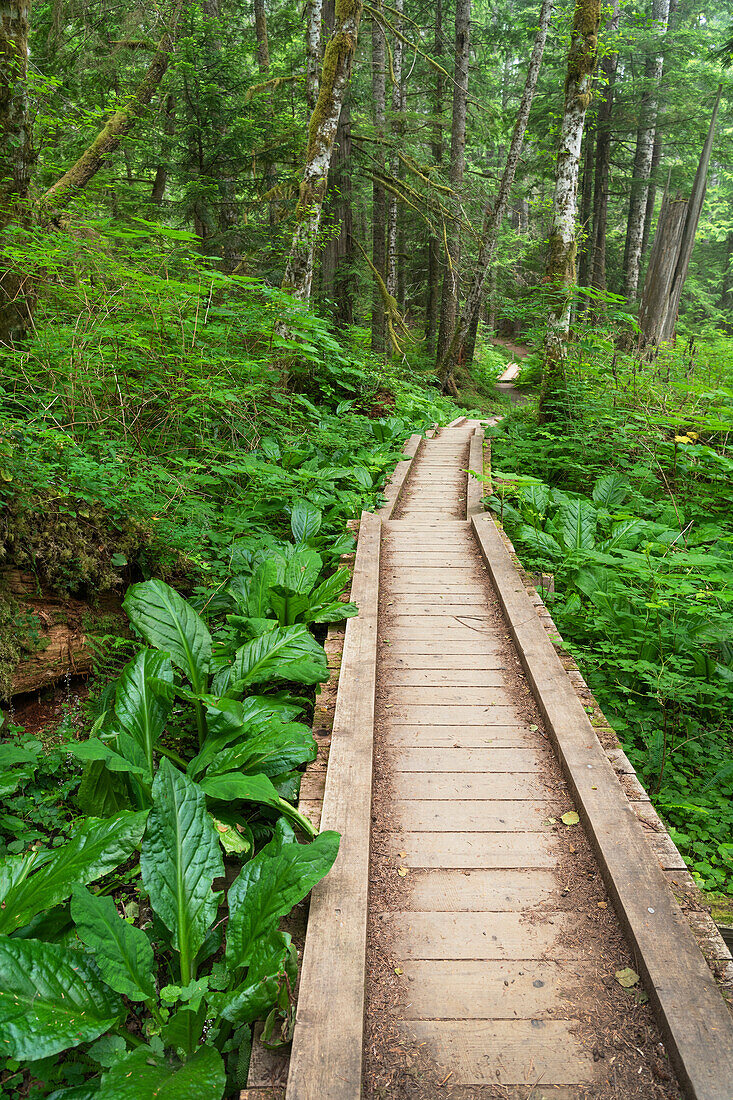 Heart of the Forest Trail Boardwalk Olympic National Park.