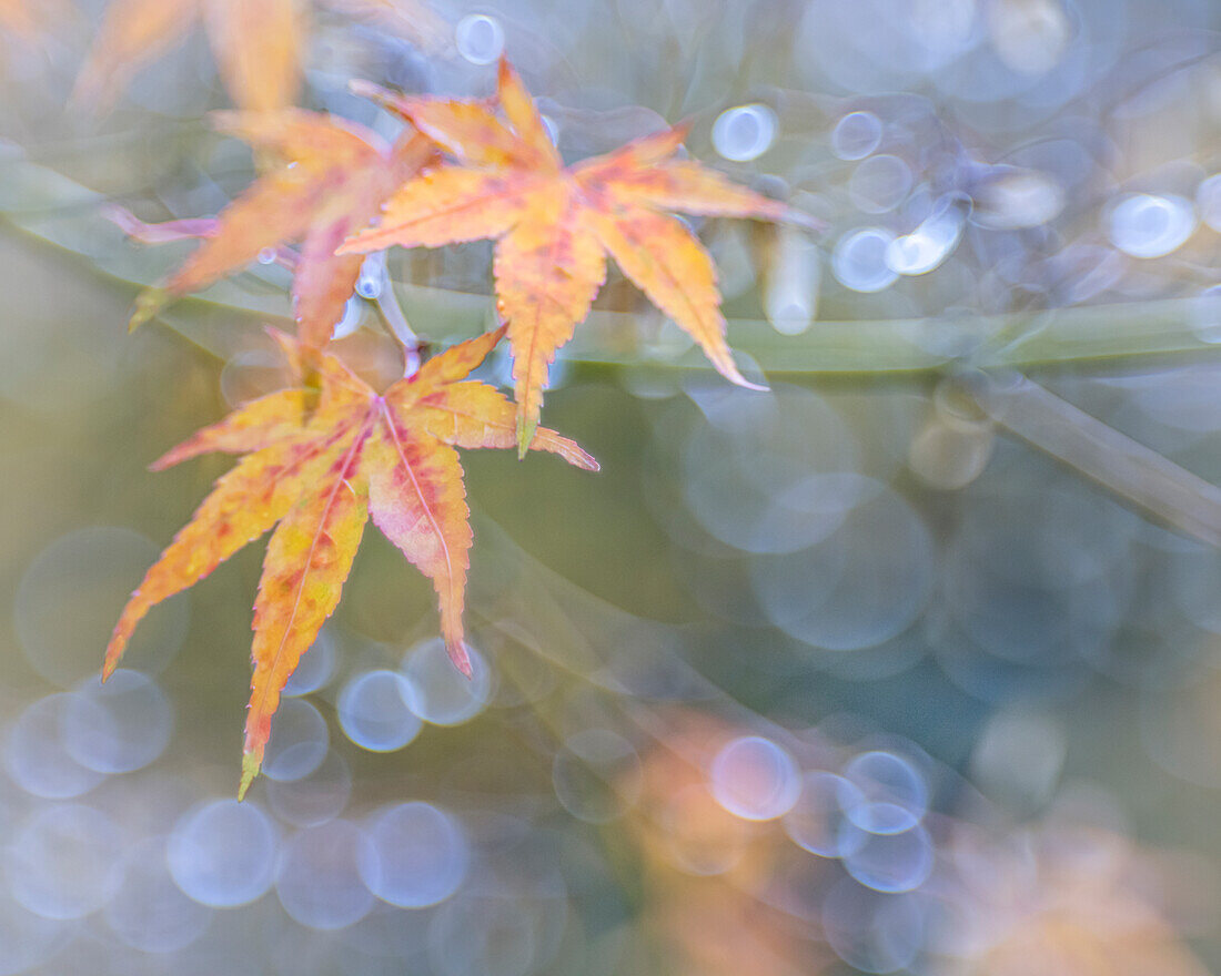 USA, Bundesstaat Washington, Seabeck. Blätter des japanischen Ahorns nach einem Herbststurm.