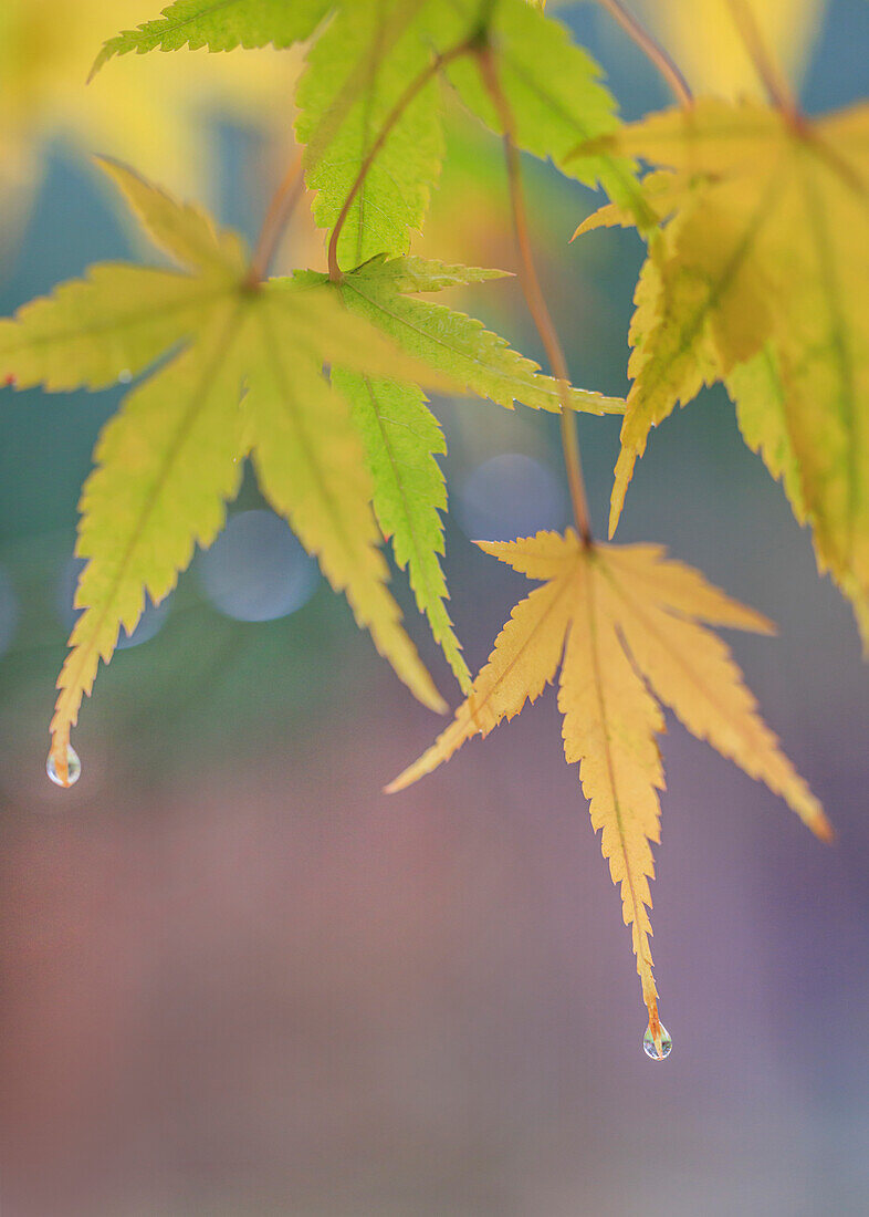 USA, Bundesstaat Washington, Seabeck. Japanische Ahornblätter nach herbstlichem Regenschauer.