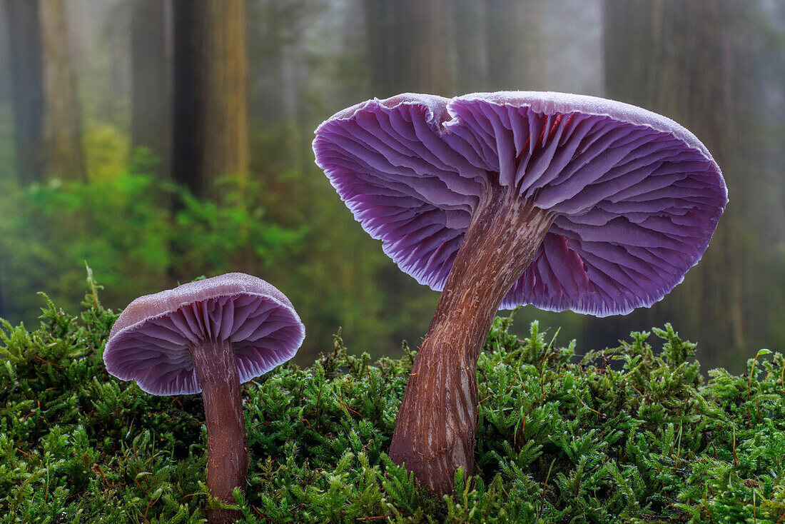 USA, Washington State, Seabeck. Western amethyst laccaria mushroom close-up.