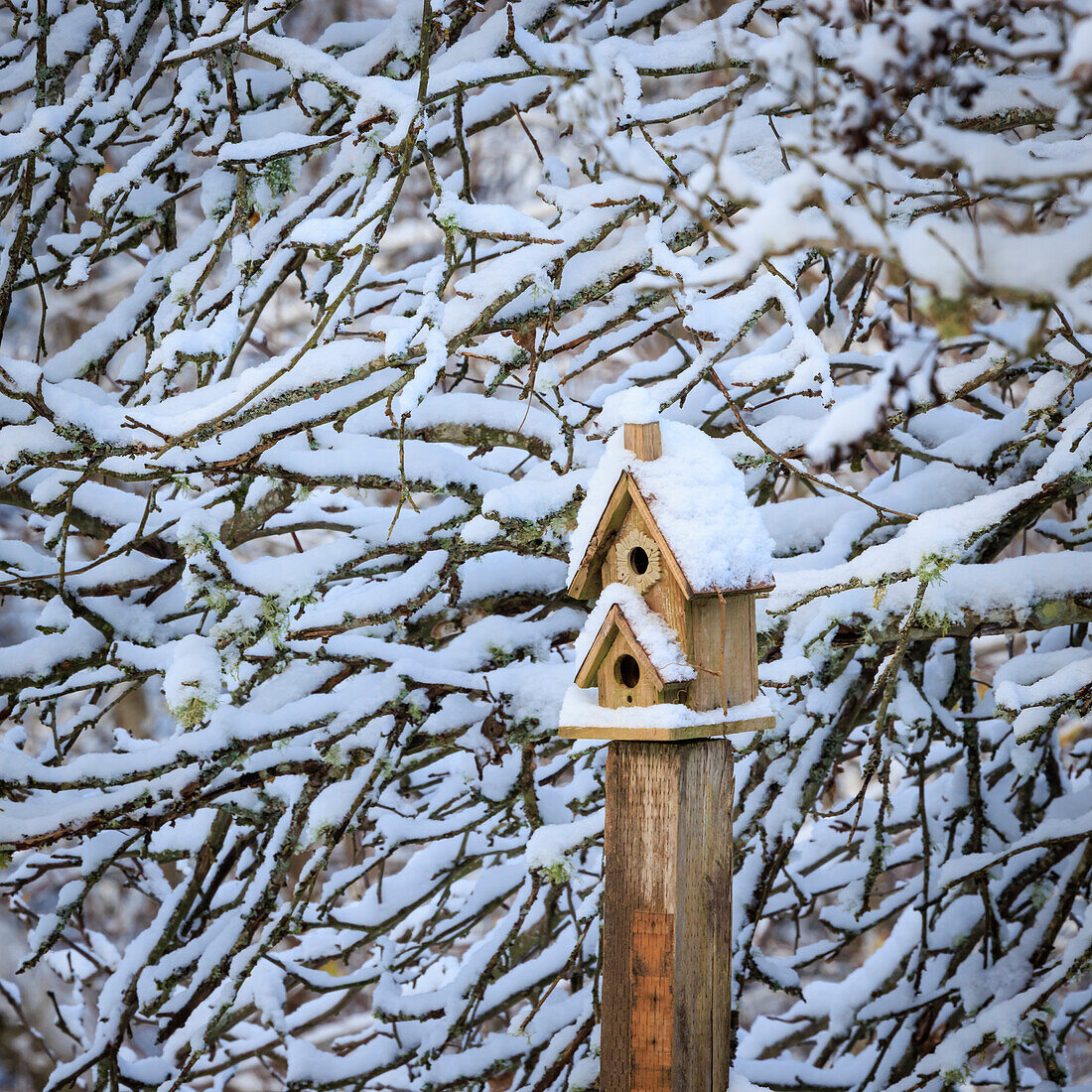 USA, Bundesstaat Washington, Seabeck. Schneebedecktes Vogelhäuschen und Baumäste.