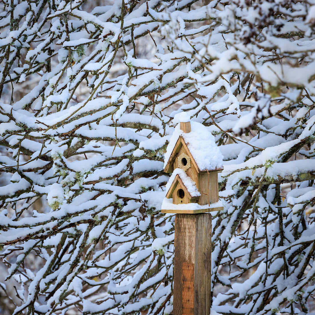 USA, Washington State, Seabeck. Snow-covered bird house and tree limbs.