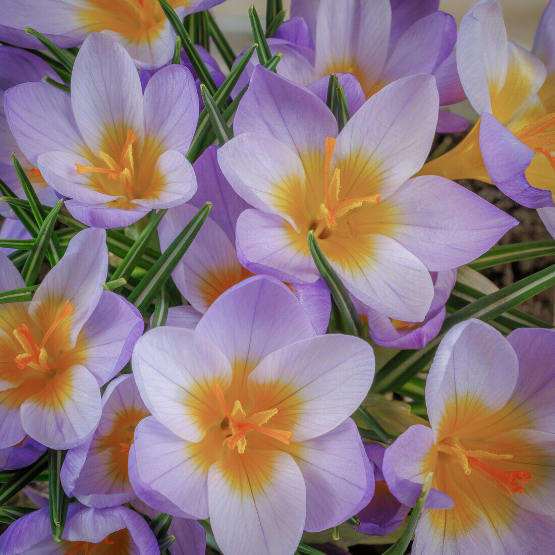 USA, Washington State, Seabeck. Crocus blossoms in spring.
