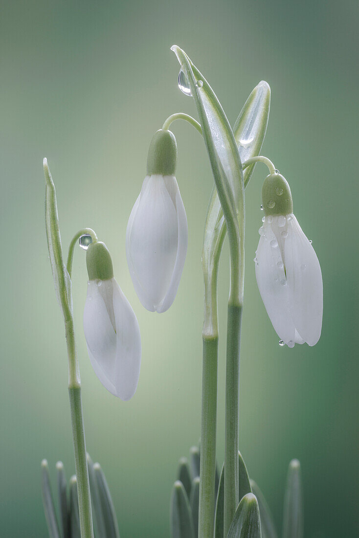 USA, Washington State, Seabeck. Buds of snowdrop flowers.