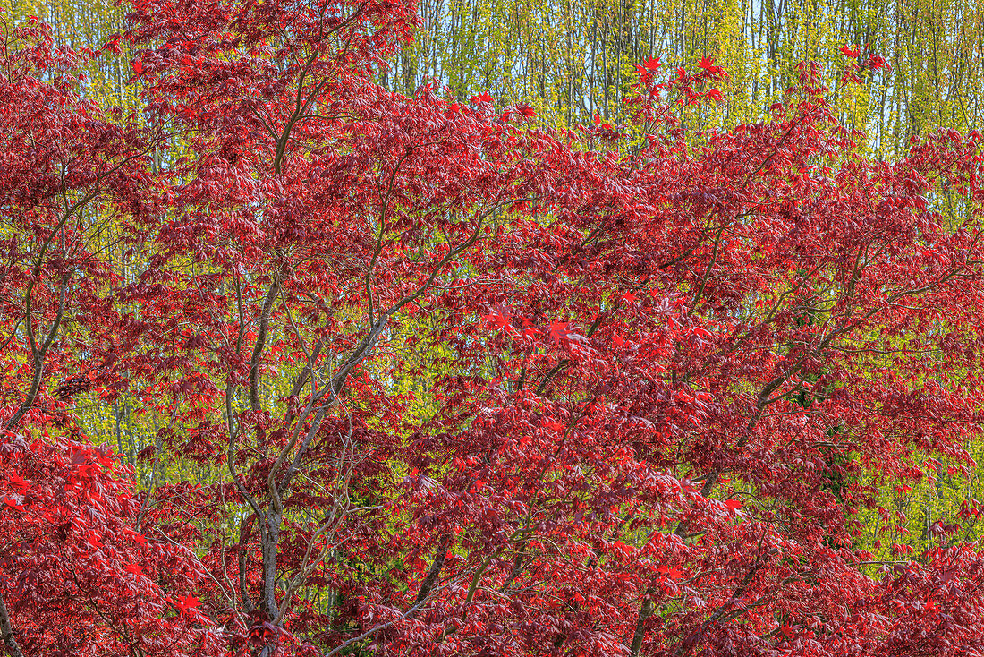 USA, Washington, Seabeck. Fall color in Spring