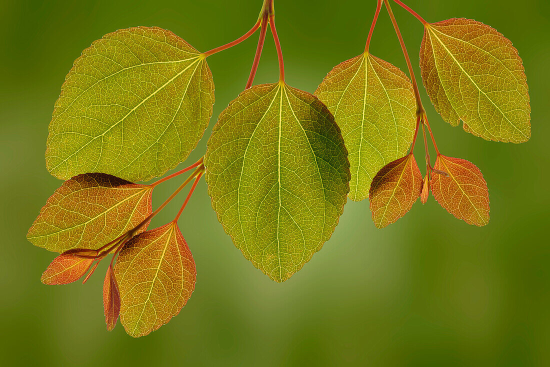 USA, Washington, Seabeck. Close-up of katsura tree leaves in spring.