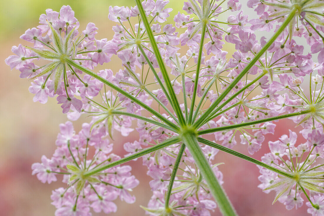 USA, Washington, Seabeck. Rear view of broadleaf sermountain blossoms.