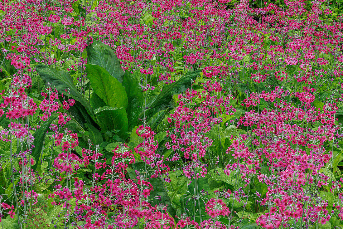 USA, Washington, Bainbridge Island. Candelabra primrose and skunk cabbage scenic.