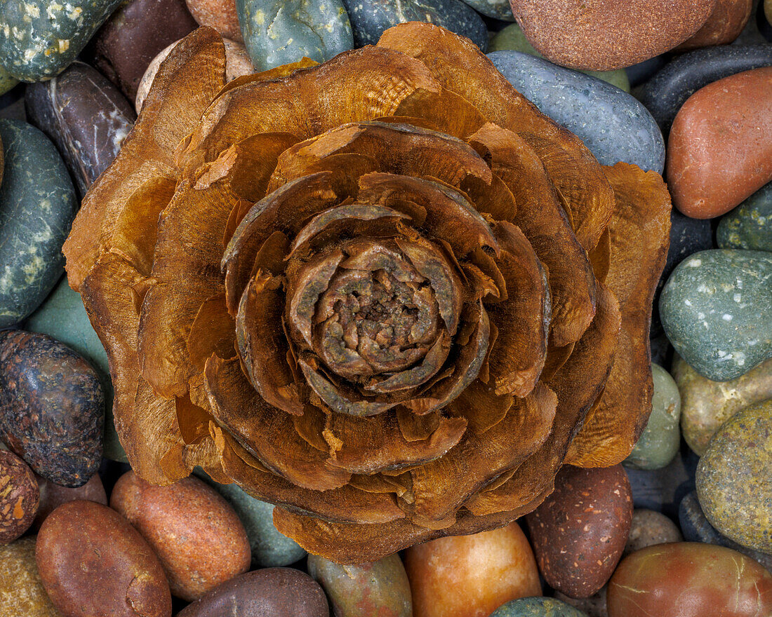 USA, Washington, Seabeck. Close-up of deodar cedar cone and smooth rocks.