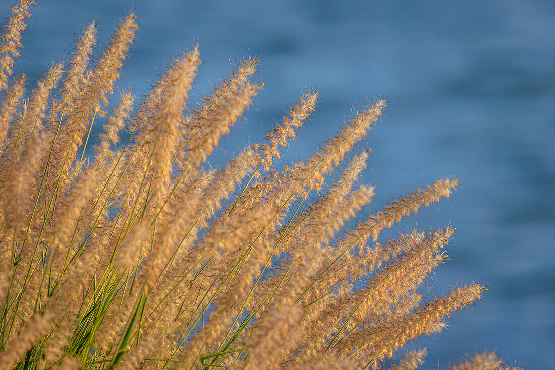 USA, Washington, Seabeck. Ornamental grasses and background water.