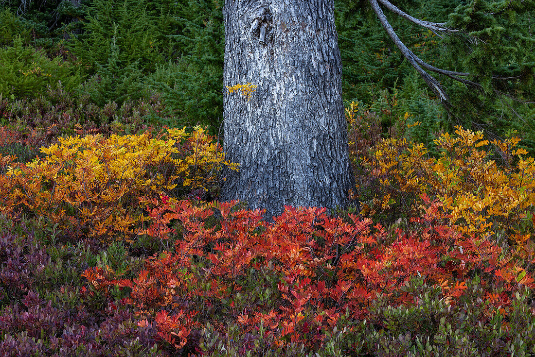 Huckleberry and mountain ash in autumn hues under douglas fir tree in Mount Rainier National Park, Washington State, USA