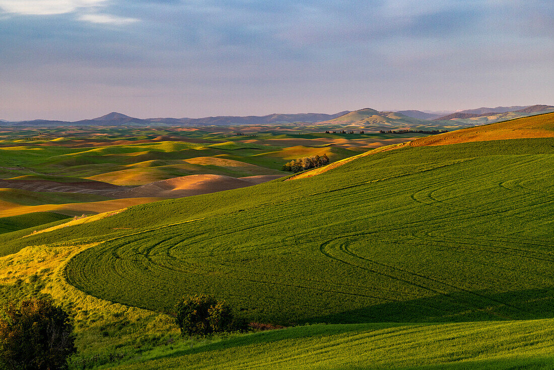 Rollende Weizenhügel von der Steptoe Butte bei Colfax, Bundesstaat Washington, USA