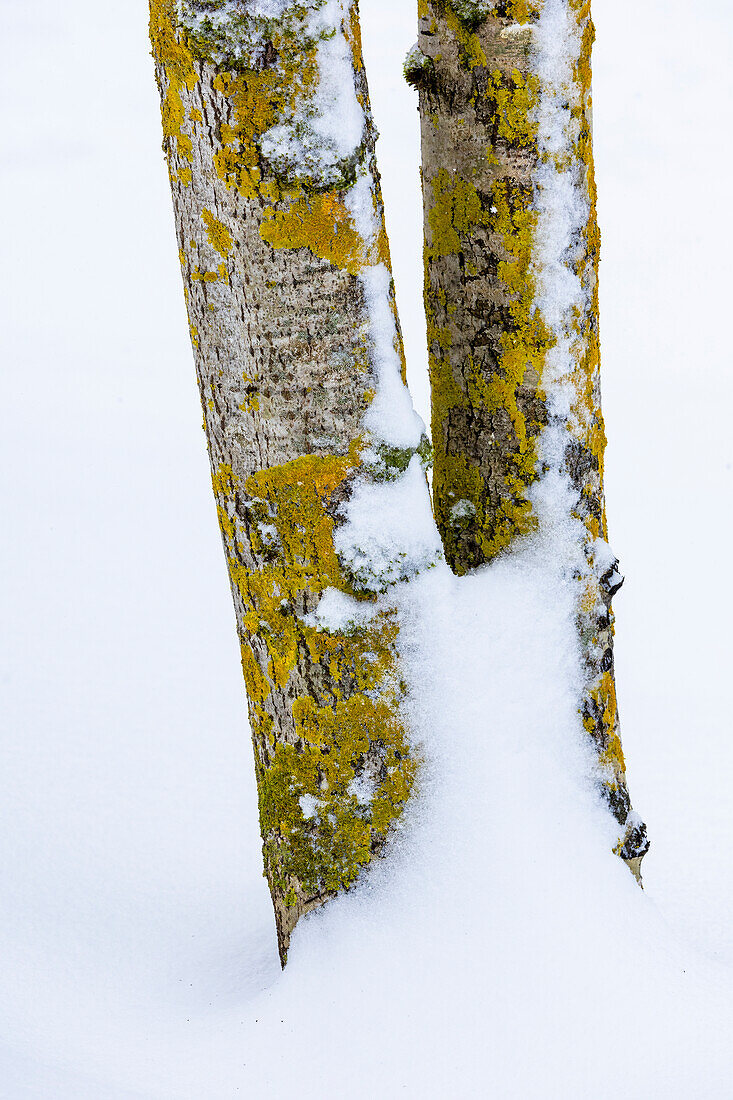 USA, Washington State. Bellevue fresh snow on Birch tree trunks