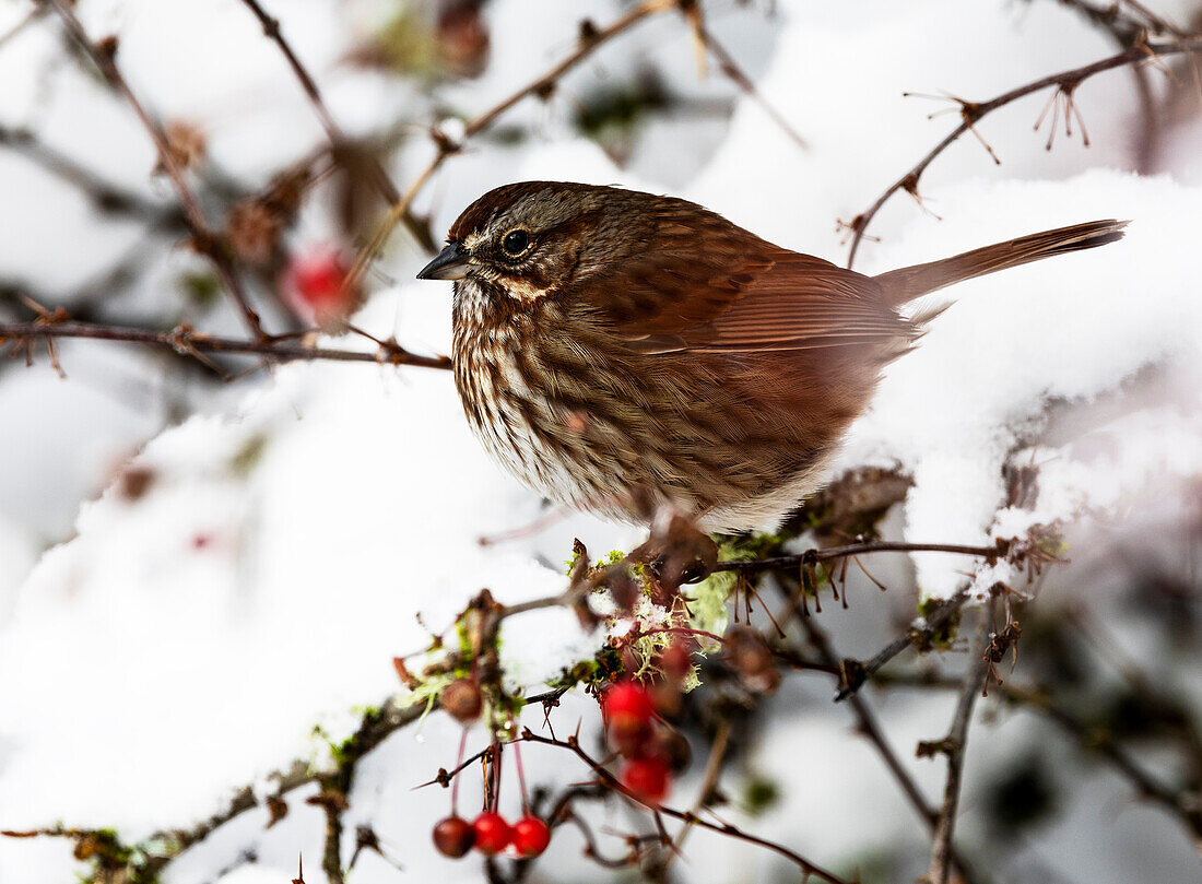 USA, Washington State, Sammamish. Sparrow on snow covered Crabapple tree