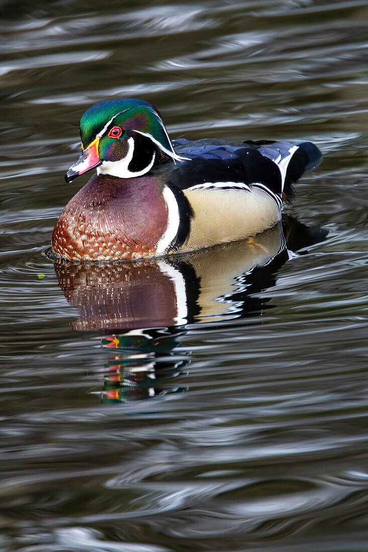 USA, Washington State, Sammamish. Yellow Lake with male drake wood duck