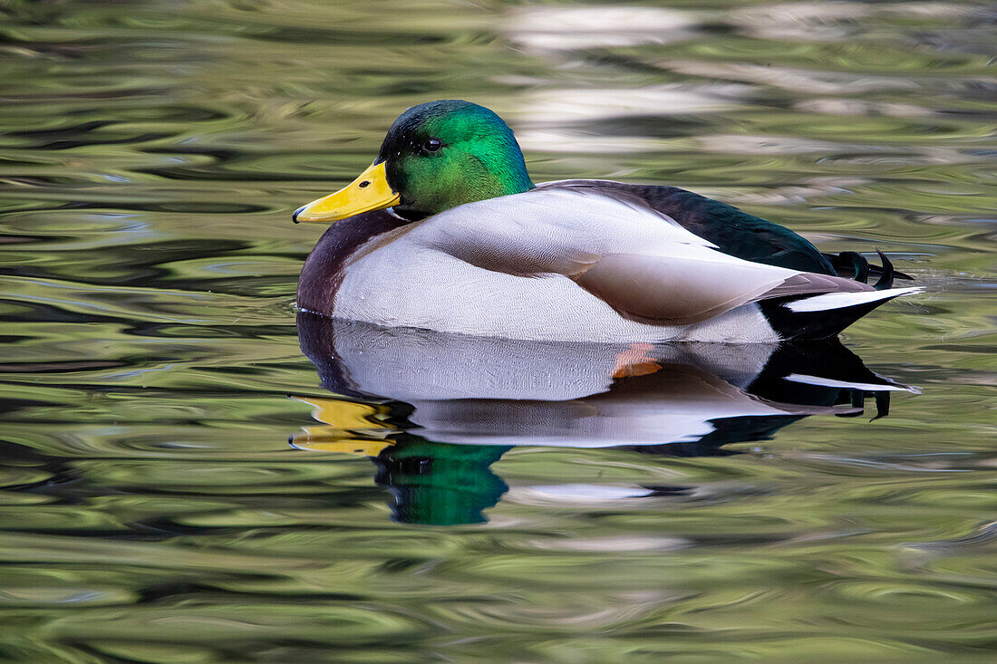 USA, Washington State, Sammamish. Yellow Lake with male drake mallard duck.