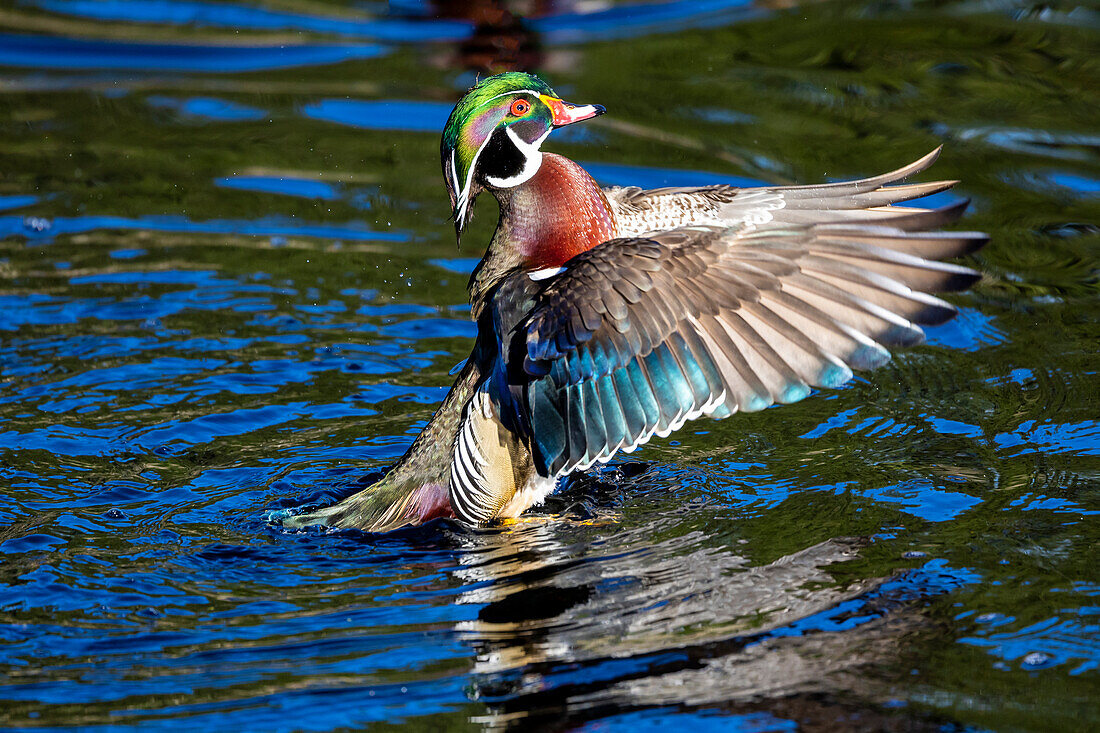 USA, Washington State, Sammamish. Yellow Lake with male drake wood duck flapping wings