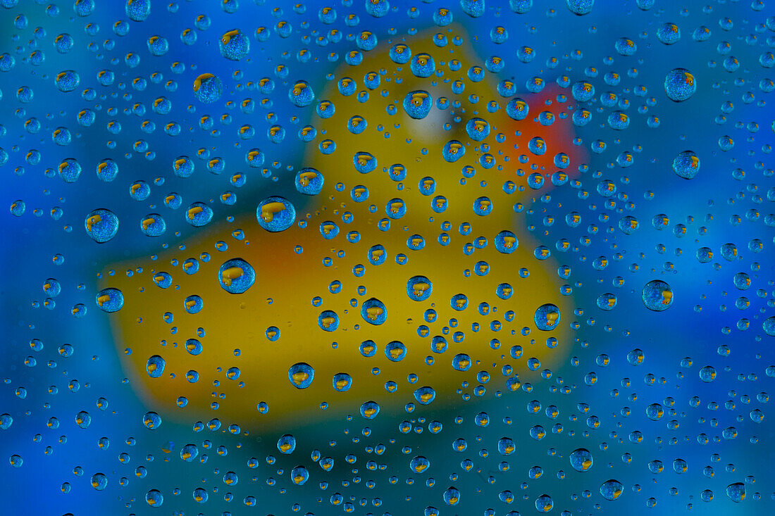 USA, Washington State, Sammamish. Yellow rubber duck in reflections in dew drops