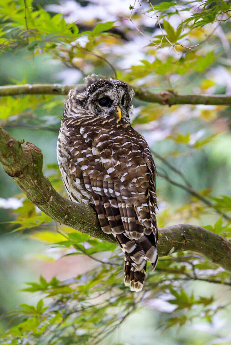 USA, Washington State, Sammamish. Barred Owl perched in Japanese Maple Tree