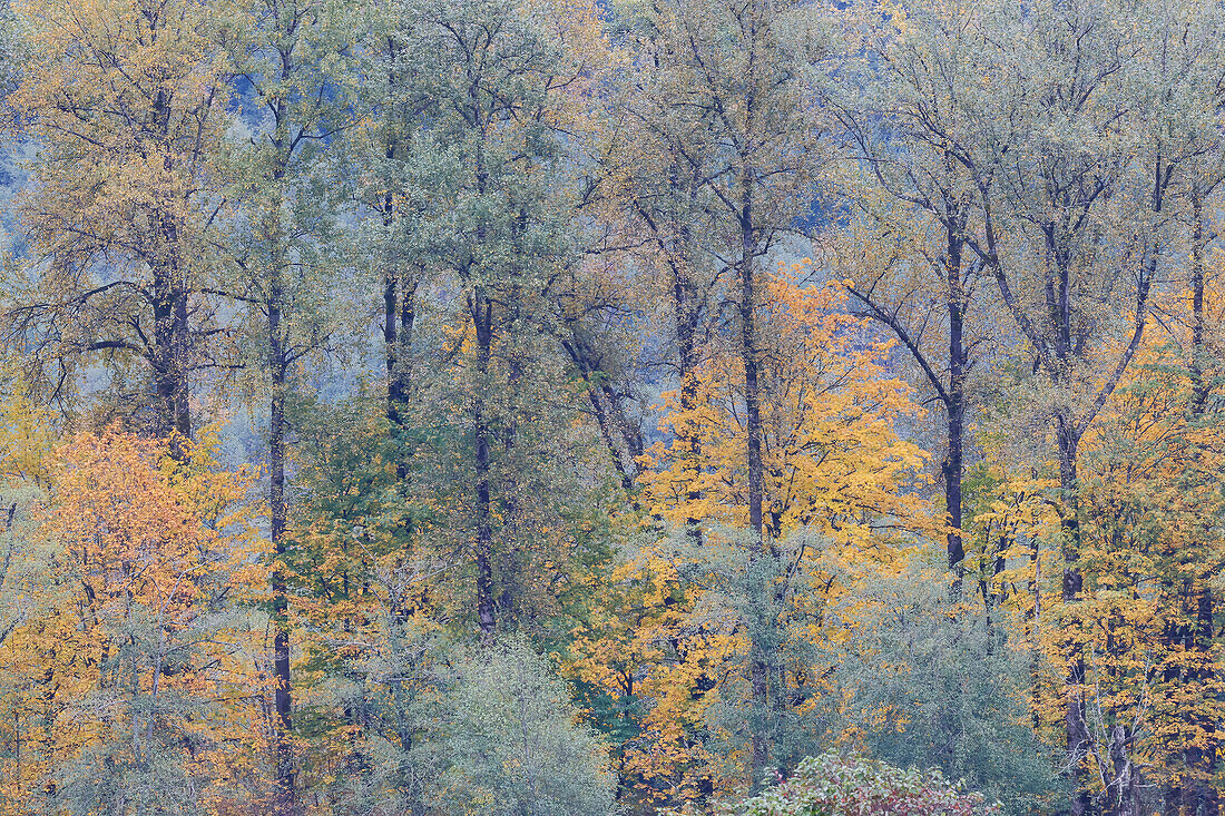 USA, Washington State. Near Preston fall colored trees