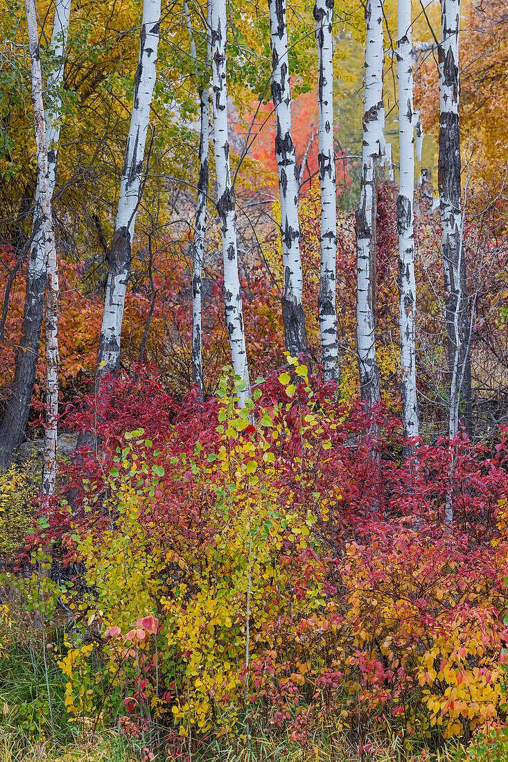 USA, Bundesstaat Washington. Aspen und wilder Hartriegel in Herbstfärbung bei Winthrop