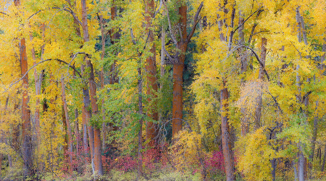 USA, Washington State, Cle Elum. Cottonwoods in autumn along the Yakima River