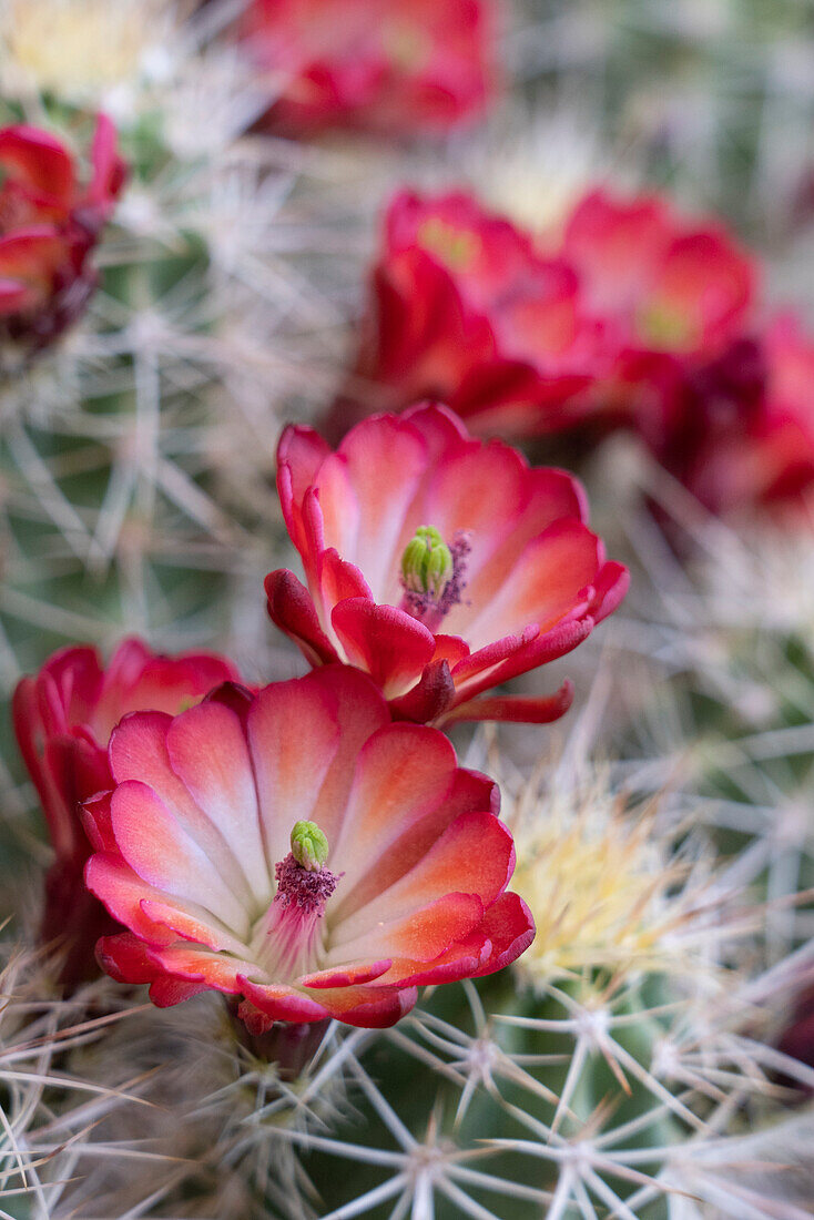 USA, Utah. Claret Cup in bloom, Bears Ears National Monument.