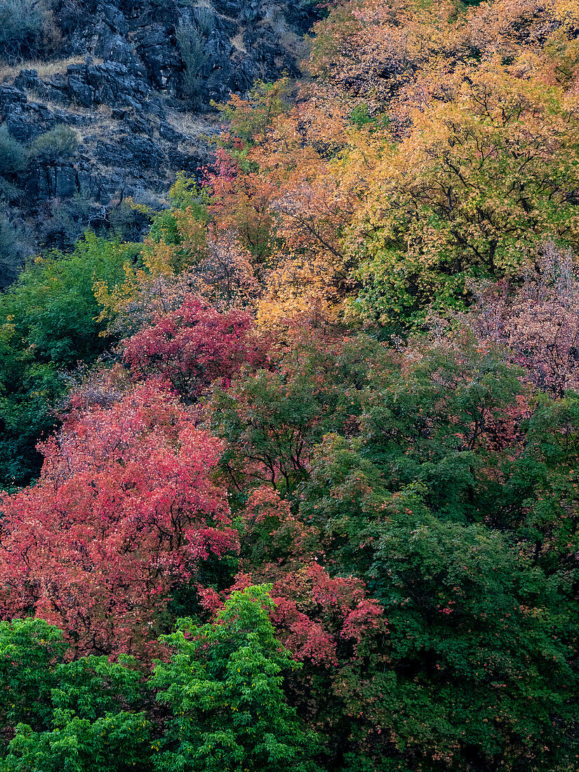 USA, Utah, östlich von Logan am Highway 89 Herbstfärbung am Canyon Maple.