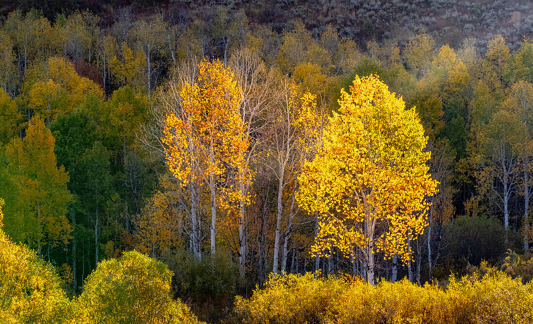 USA, Utah, östlich von Logan auf dem Highway 89 und Aspen in Herbstfärbung mit Gegenlicht und Sonnenstrahl