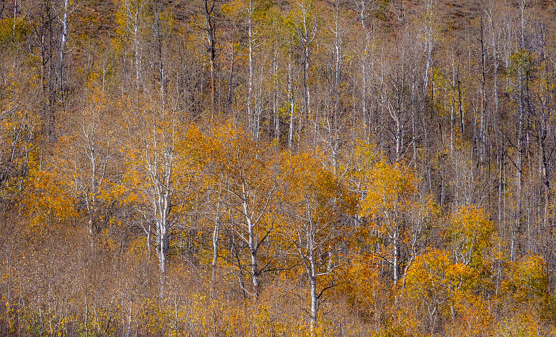 USA, Utah, Waldmeisterpappelbäume entlang des Highway 39