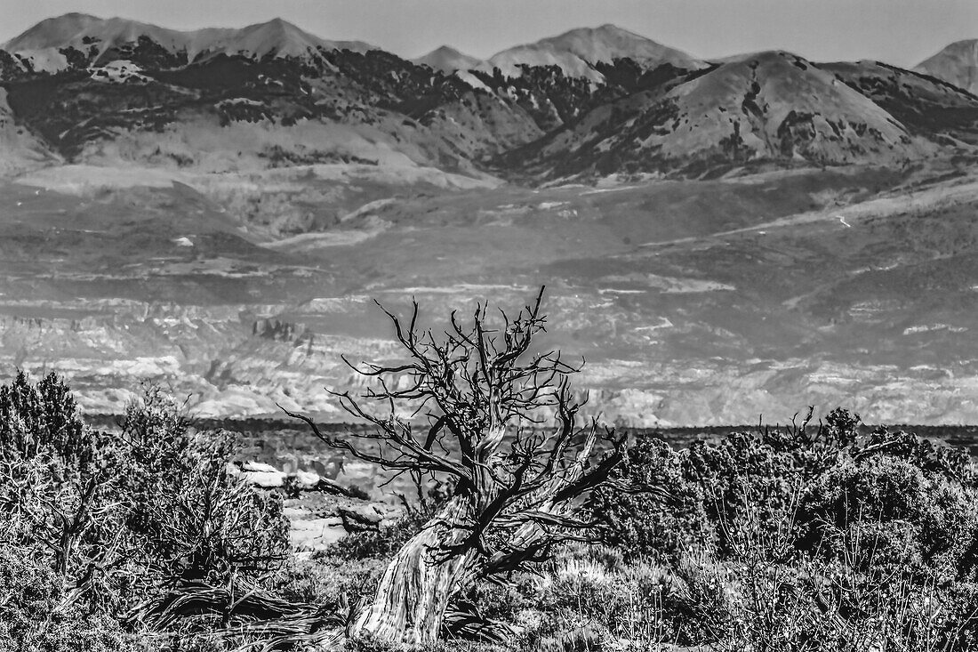 Black and white old wood branch, Abajo Mountains, Canyonlands National Park, Moab, Utah.