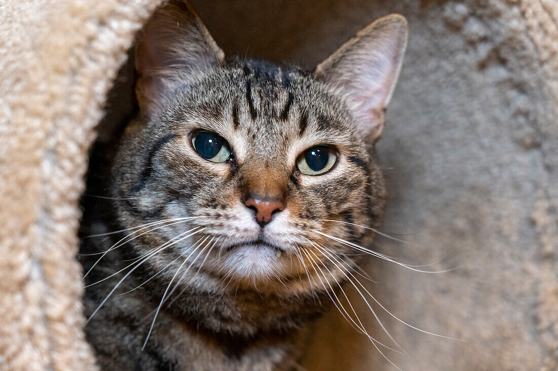 Issaquah, Washington State, USA. Ten year old American short-haired cat.