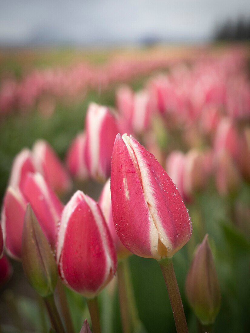 Usa, Washington State, Mt. Vernon. Rows of pink and white tulips in field of farm, Skagit Valley Tulip Festival.