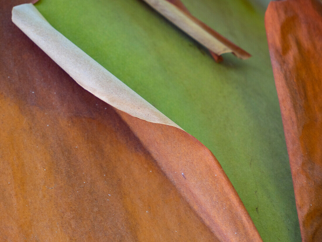 USA, Bundesstaat Washington, San Juan Islands. Abblätternde rote und grüne Rinde des Madrona-Baums