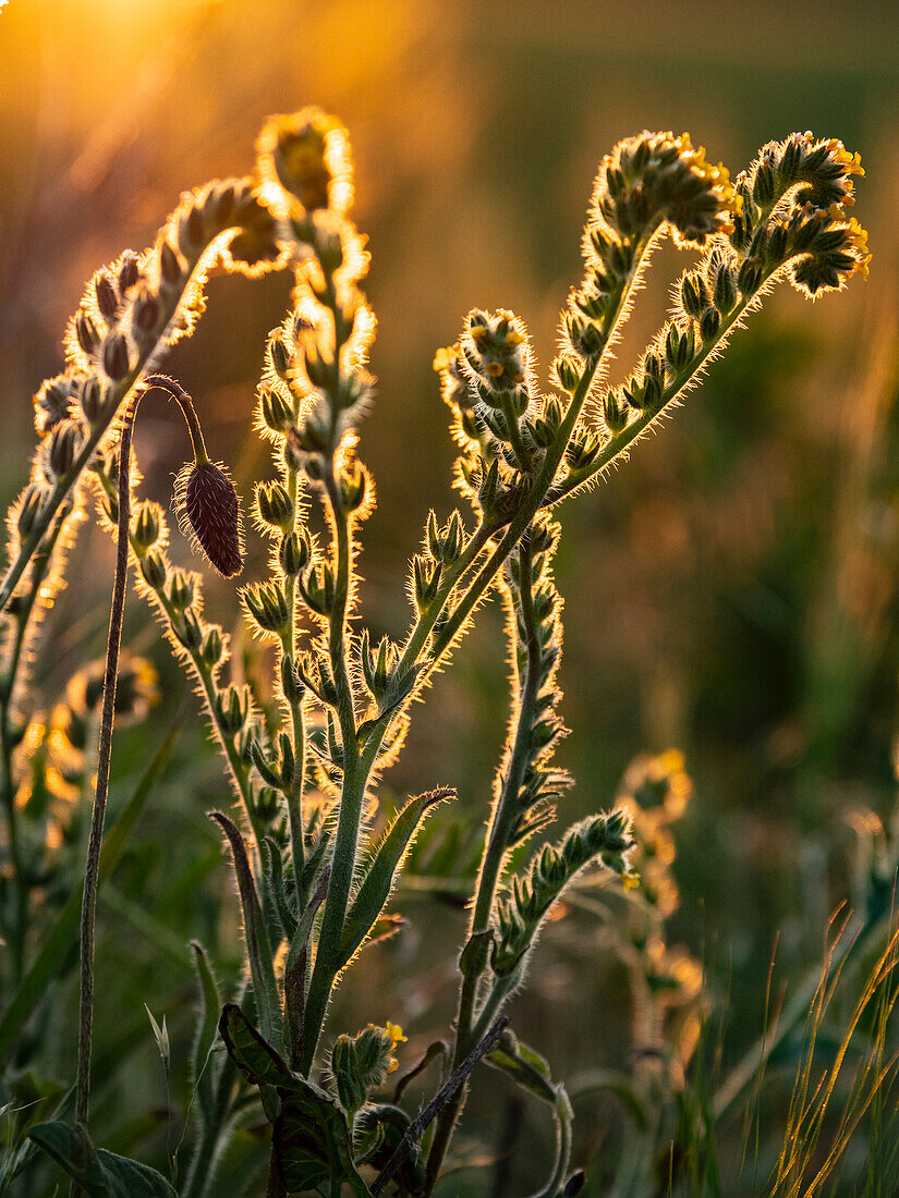 Usa, Washington State, Palouse. Backlit Menzies fiddleneck wildflower glowing at sunset