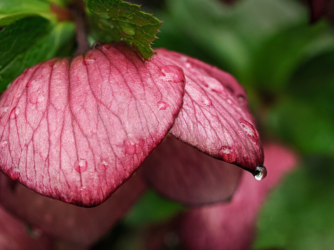 USA, Bundesstaat Washington, Bellevue. Bellevue Botanical Garden, magentafarbene Nieswurzblüte mit Regentropfen