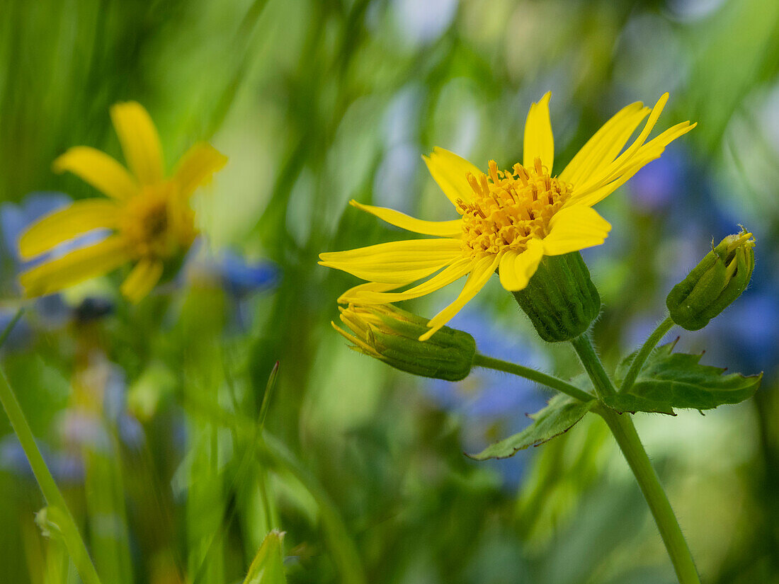 Usa, Washington State. Crystal Mountain, Broadleaf arnica in field