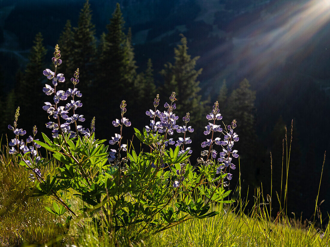 Usa, Bundesstaat Washington. Crystal Mountain, hinterleuchtete Breitblättrige Lupine auf einer Wiese