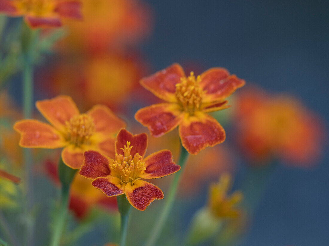 USA, Bundesstaat Washington, Bellevue. Orangefarbene mexikanische Ringelblumenblüten in Nahaufnahme