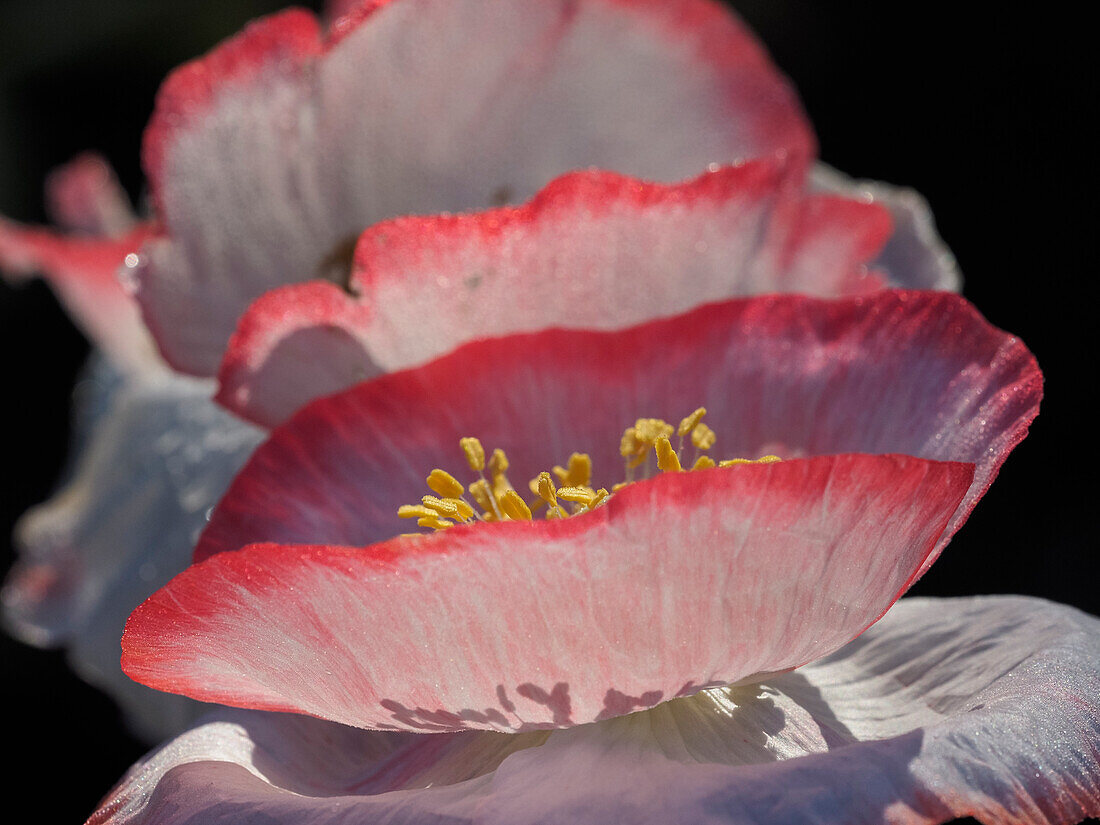 Usa, Washington State, Duvall. Red and white common poppy close-up